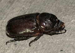 Scarabaeidae