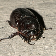 Scarabaeidae