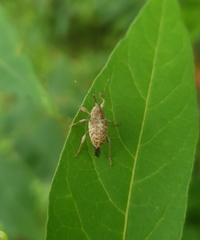 Curculio