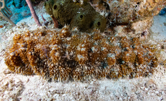 Astichopus multifidus