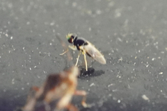 Liohippelates pallipes