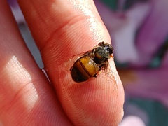 Apis mellifera