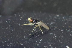 Liohippelates pallipes