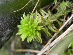 Sphagnum pulchrum