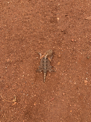 Agama armata