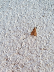 Antigastra catalaunalis
