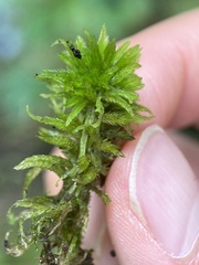 Sphagnum pulchrum