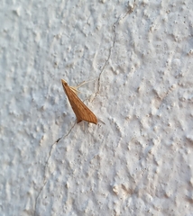 Antigastra catalaunalis