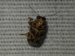 Pachybrachis turbidus