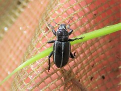 Eudiagogus maryae