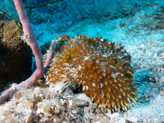 Astichopus multifidus