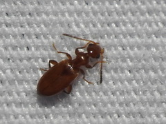 Ischyropalpus subtilissimus