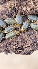 Xanthogaleruca luteola