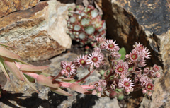 Sempervivum vicentei