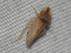 Xerophloea viridis