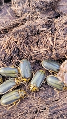 Xanthogaleruca luteola