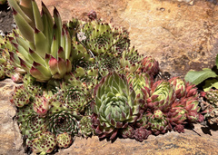 Sempervivum vicentei