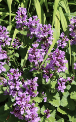 Sempervivum vicentei