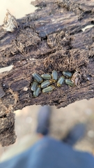 Xanthogaleruca luteola