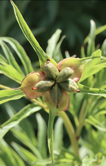Sempervivum vicentei