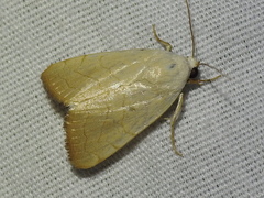 Bagisara buxea