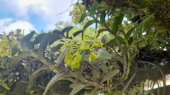 Epidendrum difforme