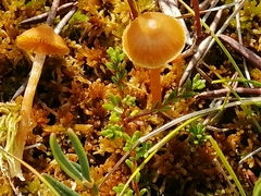 Galerina sphagnorum