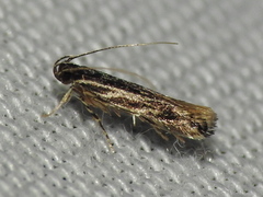 Eralea albalineella