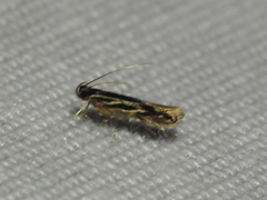 Eralea albalineella