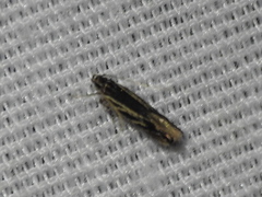 Eralea albalineella