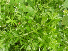 Galium rivale