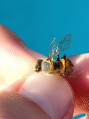 Apis mellifera