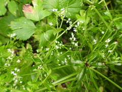 Galium rivale