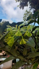 Epidendrum difforme