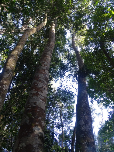 Image of Ocotea bullata by (c) Shaun Swanepoel, some rights reserved (CC BY)