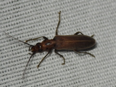 Oxacis trimaculata
