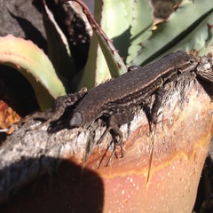 Sceloporus megalepidurus
