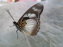 Pseudacraea lucretia