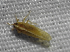 Tagosodes orizicolus