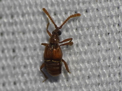 Atinus monilicornis