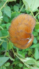 Megalopyge braulio