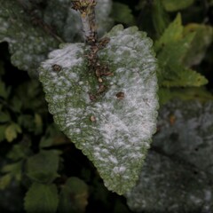 Golovinomyces verbasci