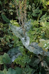 Golovinomyces verbasci