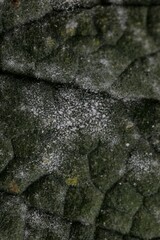 Golovinomyces verbasci