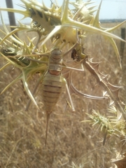 Steropleurus pseudolus