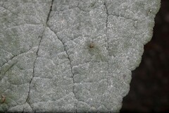 Golovinomyces verbasci