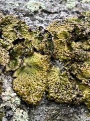 Umbilicariomycetidae