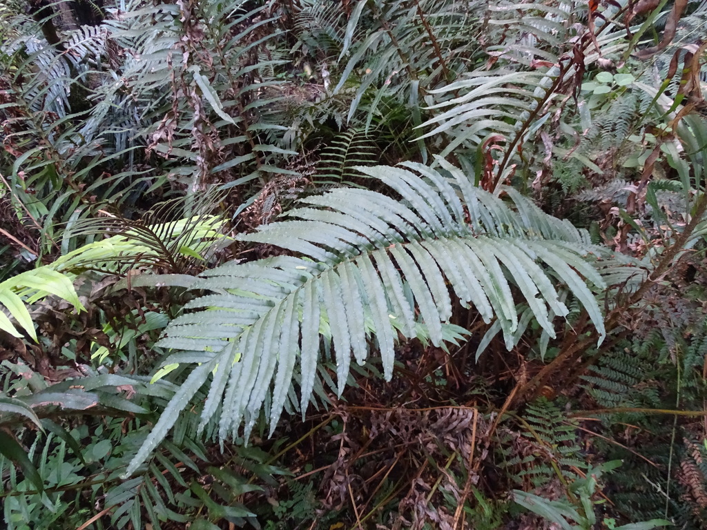 Cape Hard Fern from Eden, Western Cape, South Africa on August 22, 2022 ...