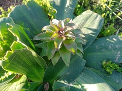 Eucomis regia