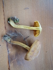 Cortinarius huronensis